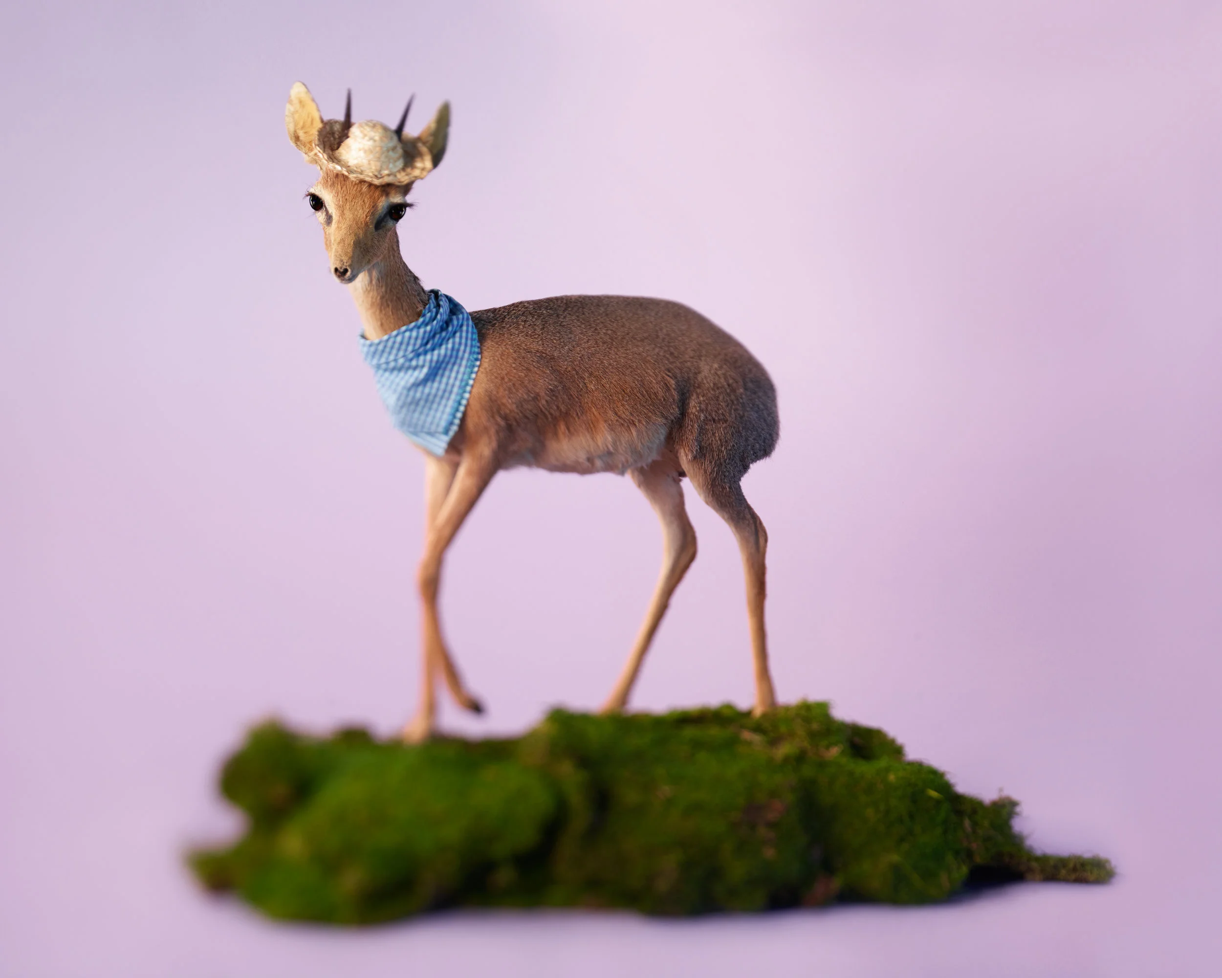 Huck_Purple Dik Dik w Blue Scarf.jpg