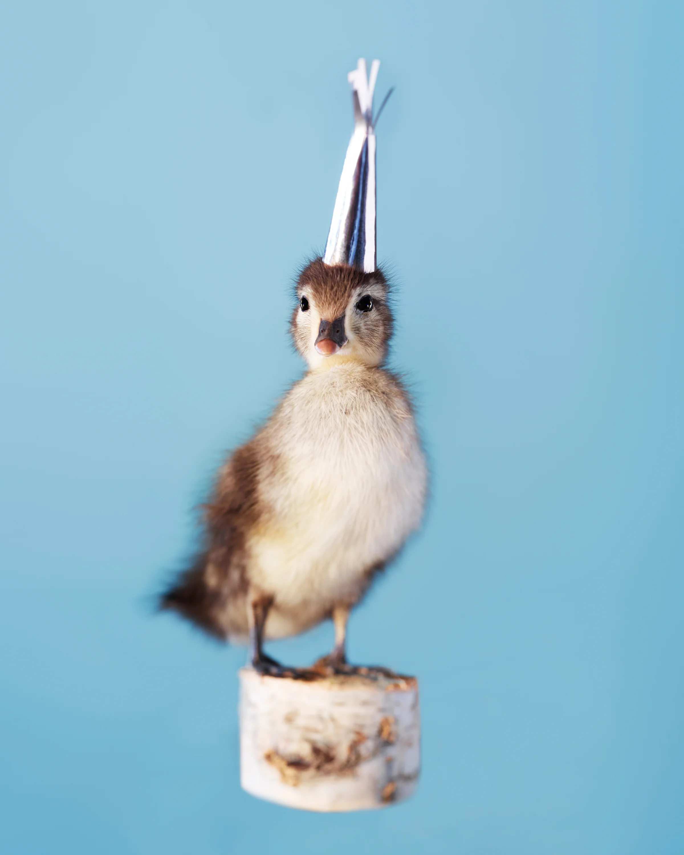 Noah_Blue Duckling w Silver Hat.jpg