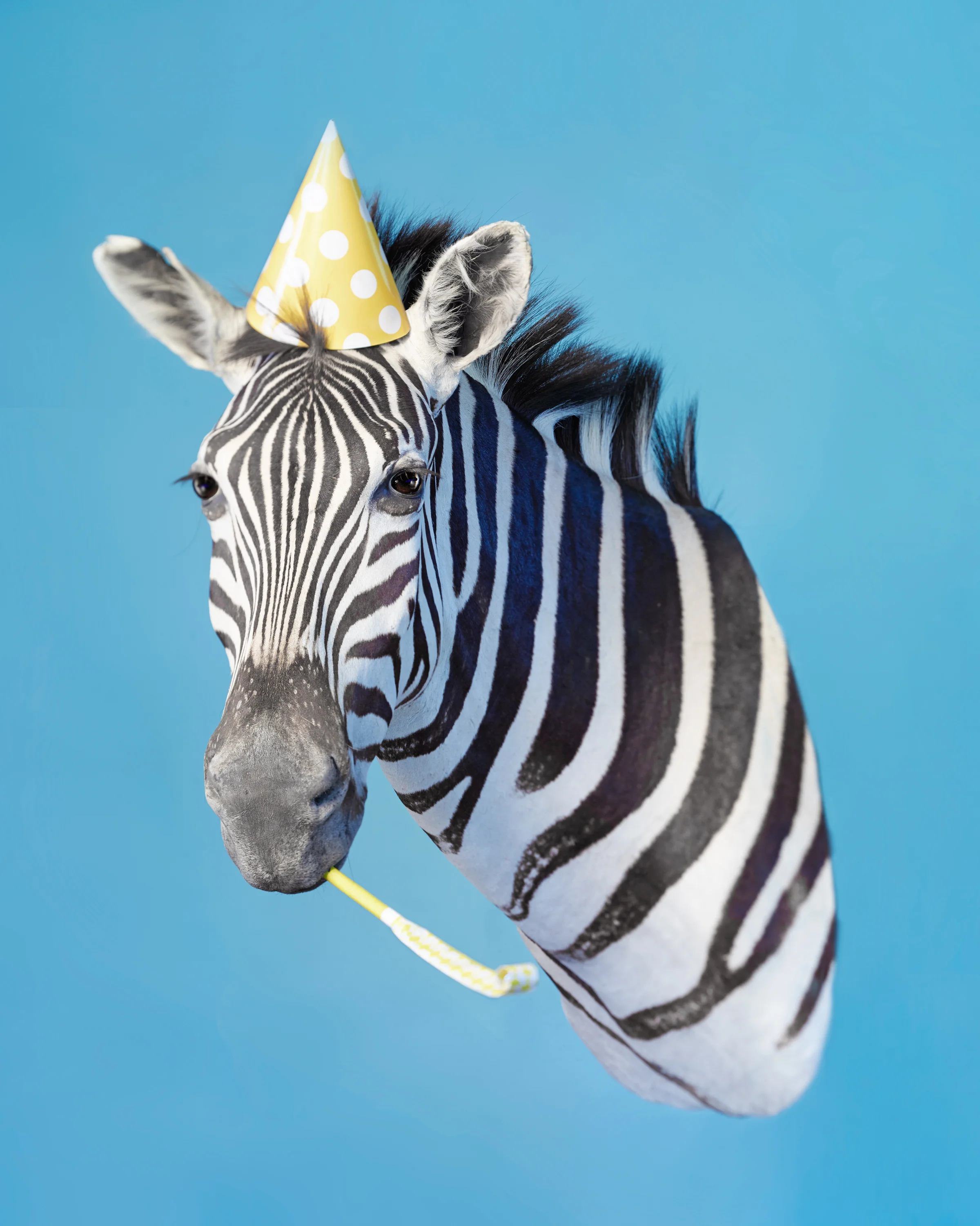 Oliver_Blue Zebra w Yellow Hat.jpg