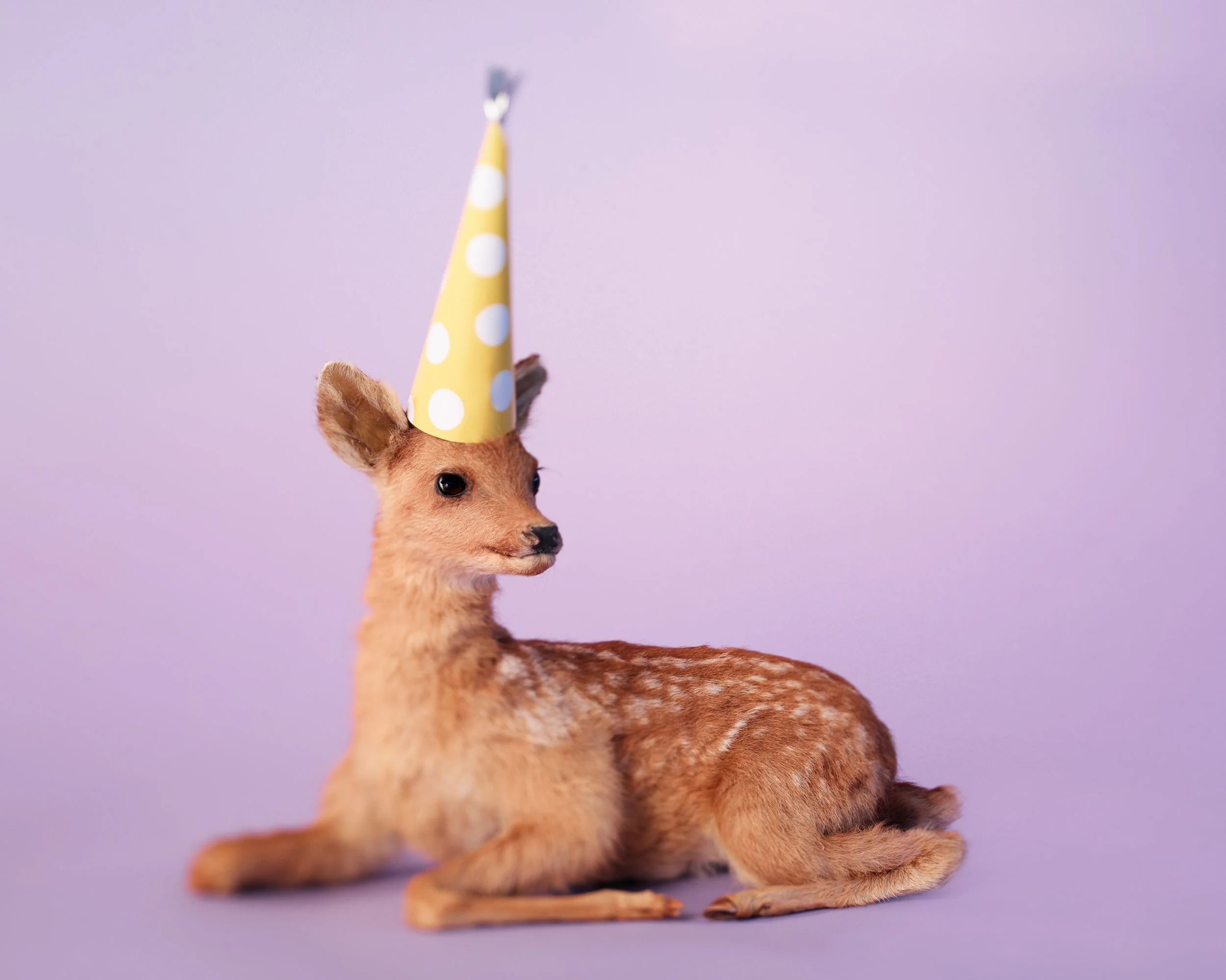 Scout_Purple Fawn w Yellow Hat.jpg