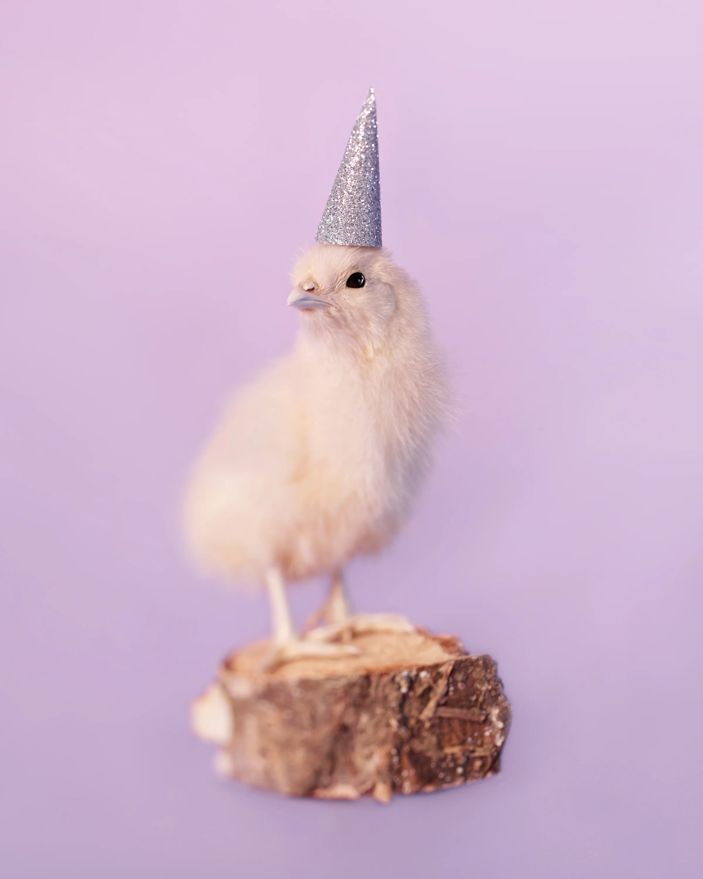 Prince_Purple Chick w Silver Hat.jpg