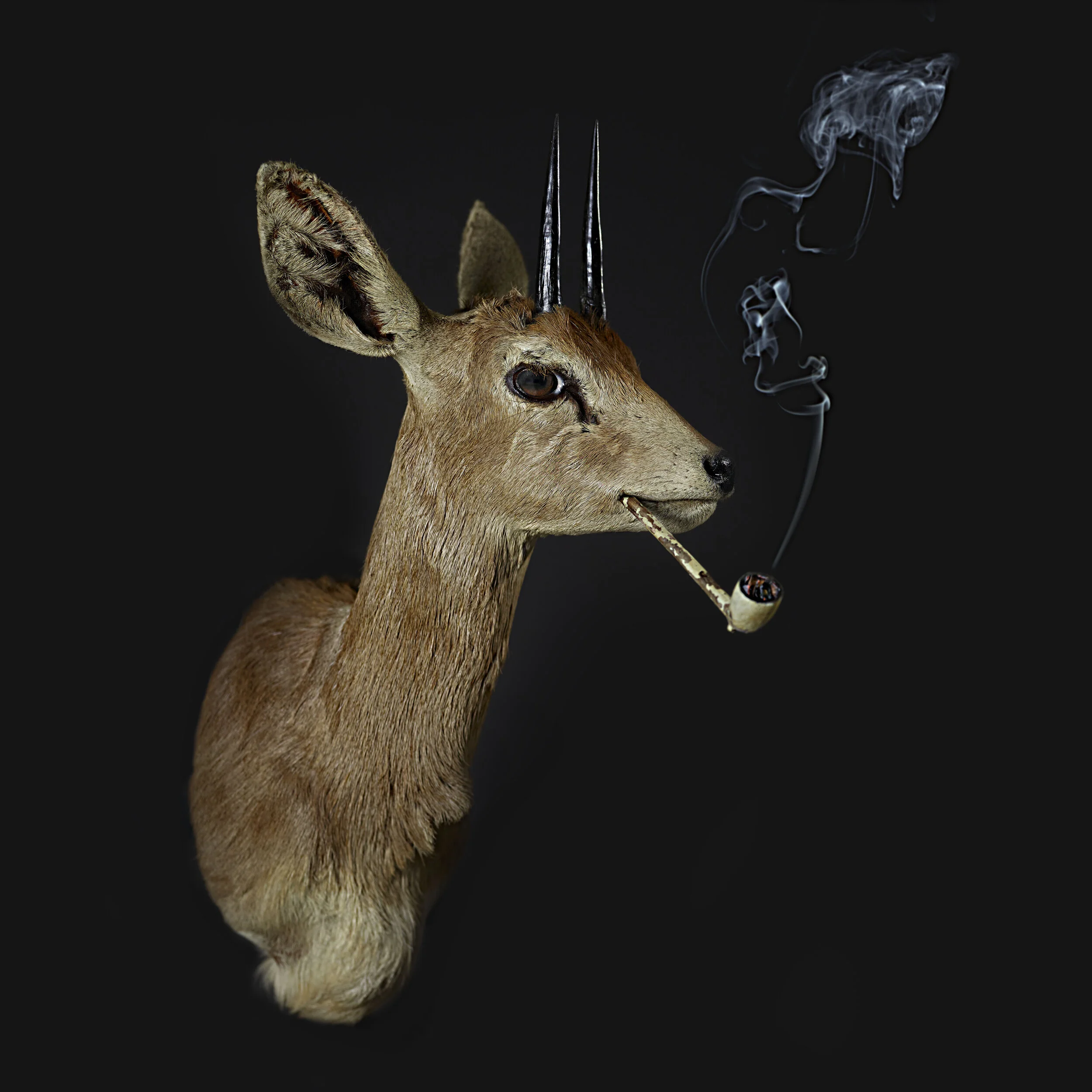 Smoking Steinbok Print