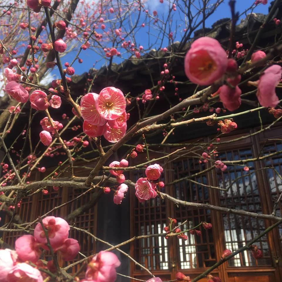 Flowering Tree Shub Walk.jpg