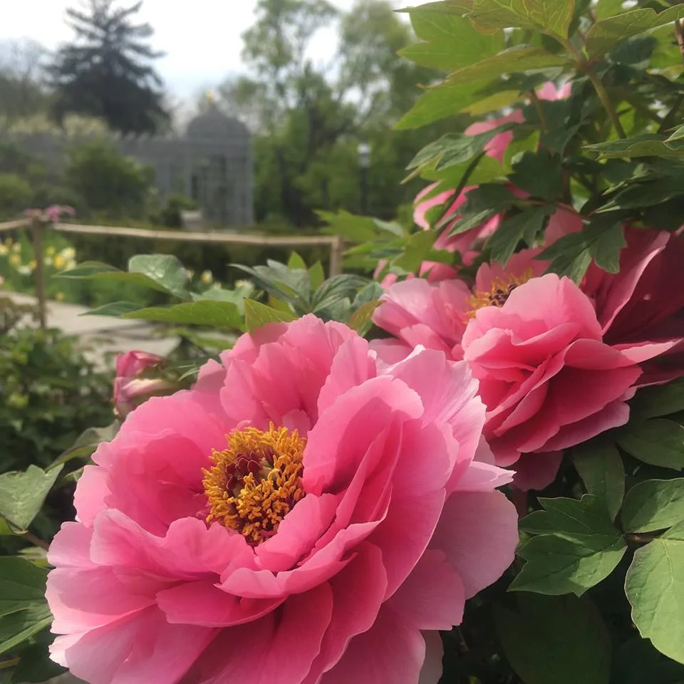 Peony Walk.jpg
