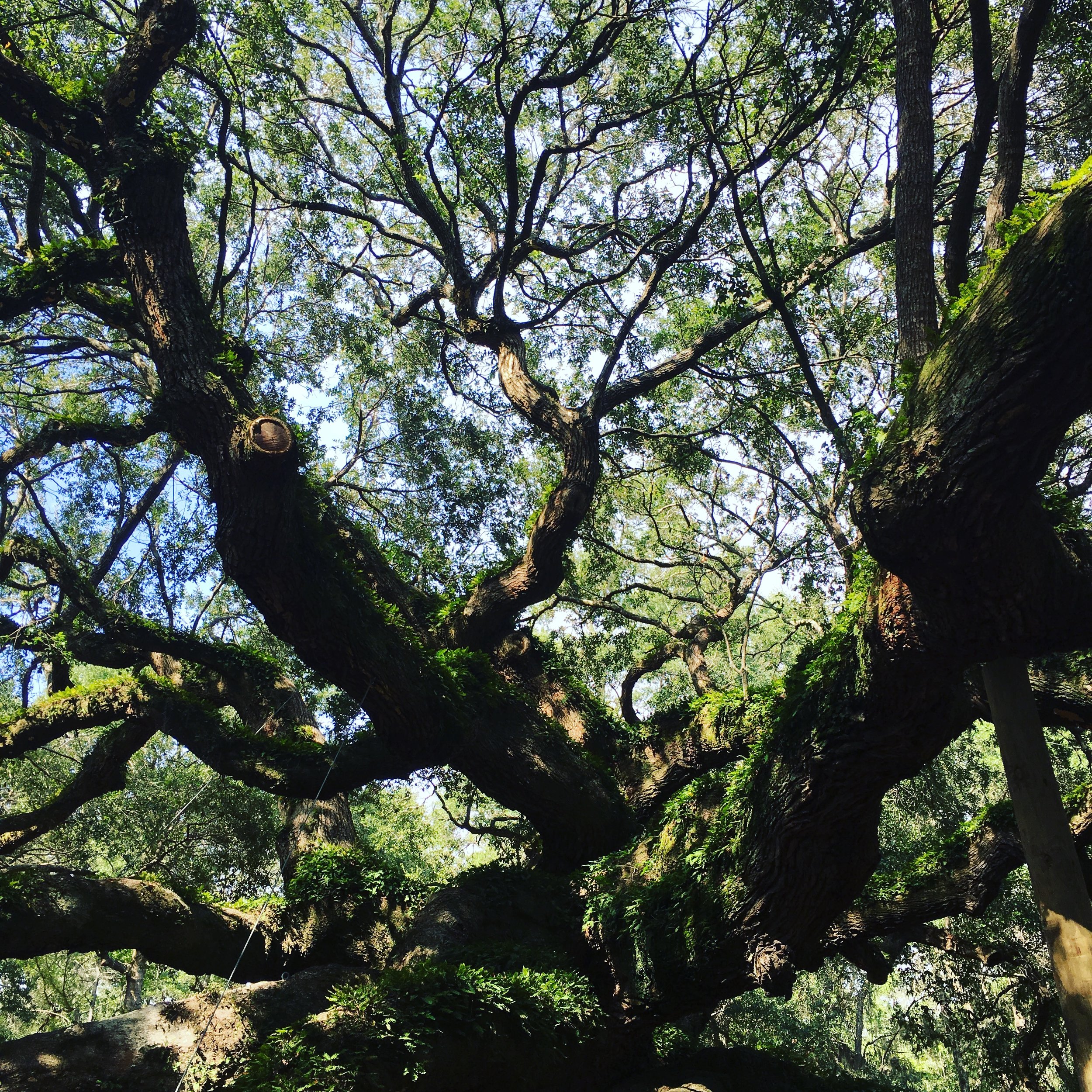 Angel Oak 1.JPG