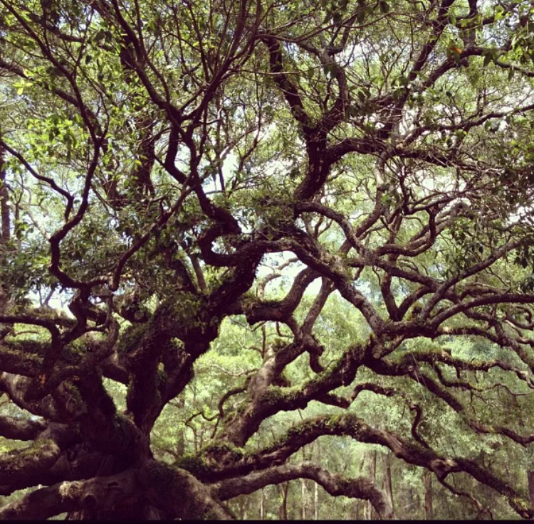 angel oak 2.jpeg