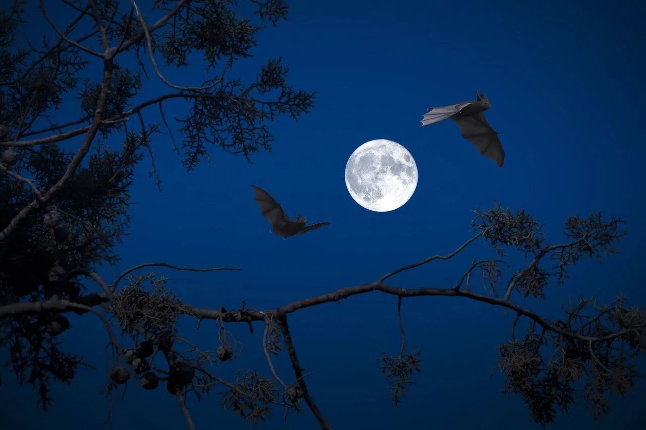 Halloween Full Moon is the second this month, which makes it a rare Blue Moon!