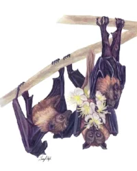 Wright Lindsay - Flying Foxes 600 pixels.jpg