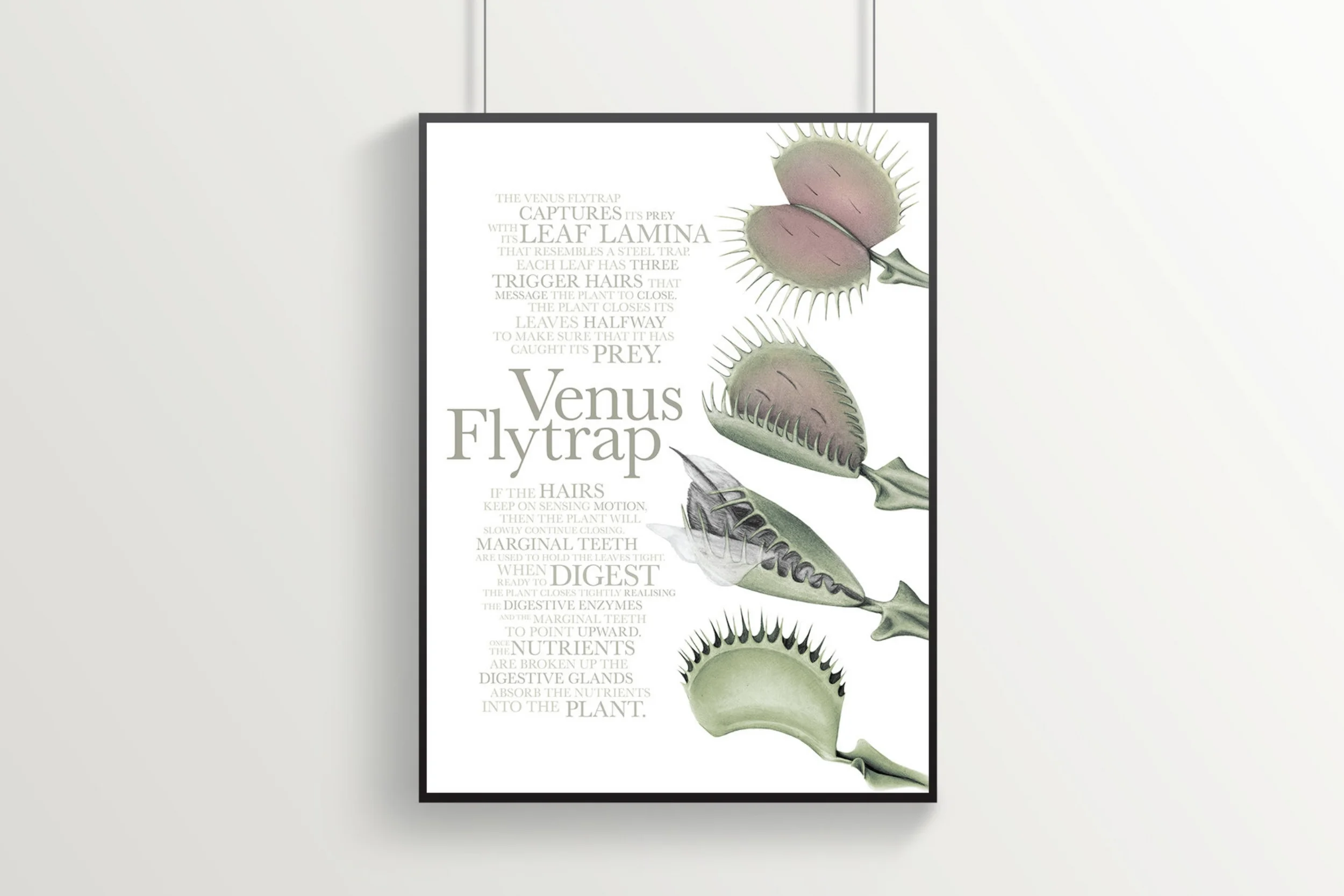 Venus Flytrap Poster