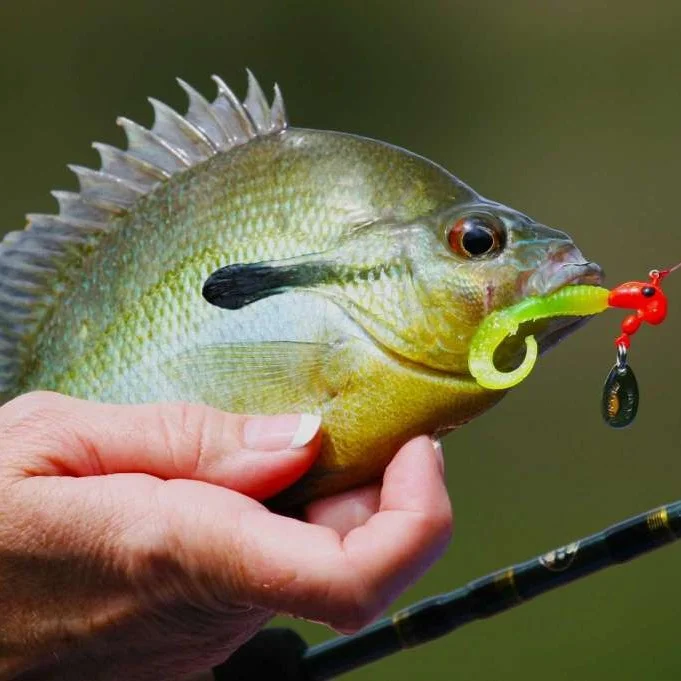 Sunfish.jpg