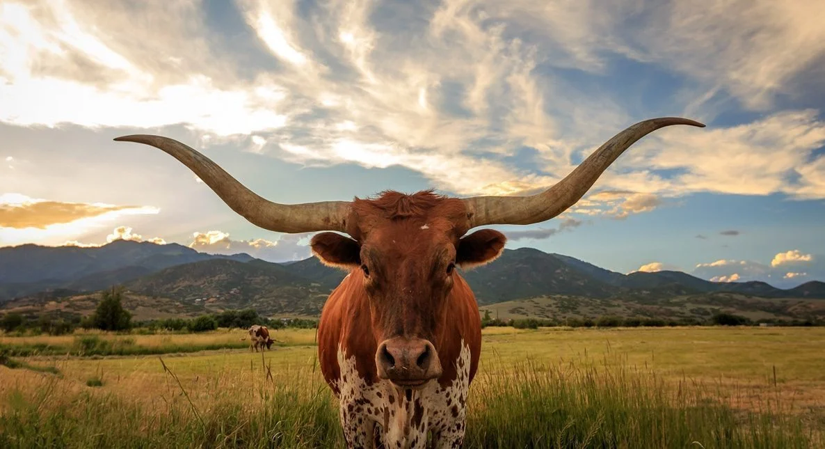Texas.jpg
