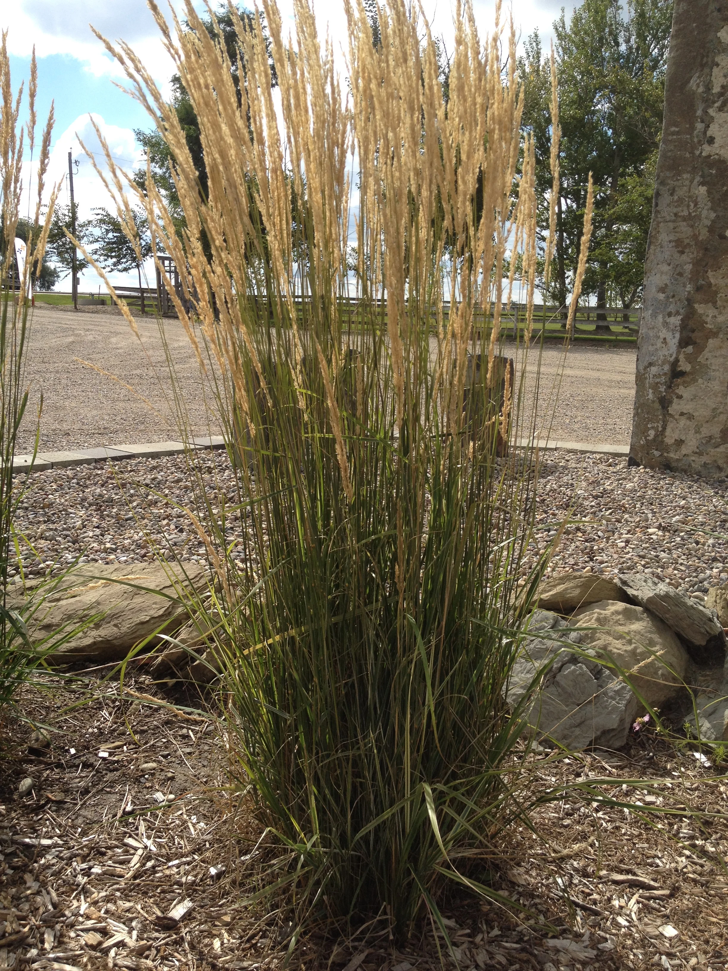 Overdam Feather Reed Grass (Calamagrostis acutiflora 'Overdam') is inexpensive and easy to maintain.
