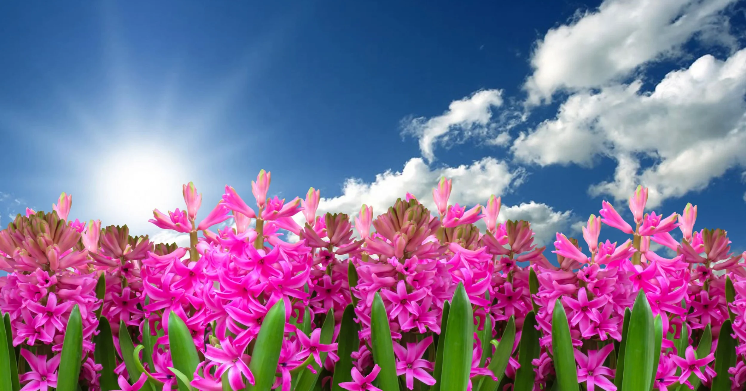 Start Spring Gardening with these Six Steps