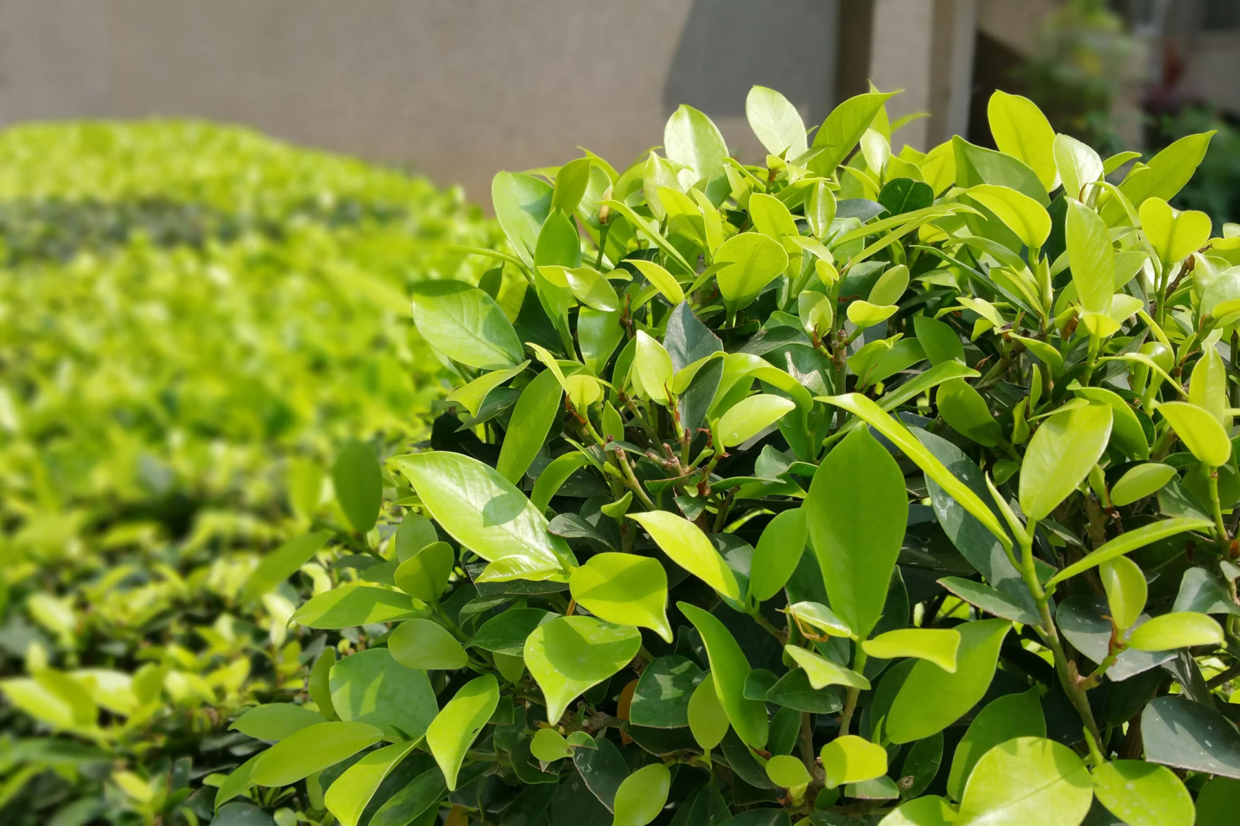 shrubbery-Lethbridge-pruning.jpg