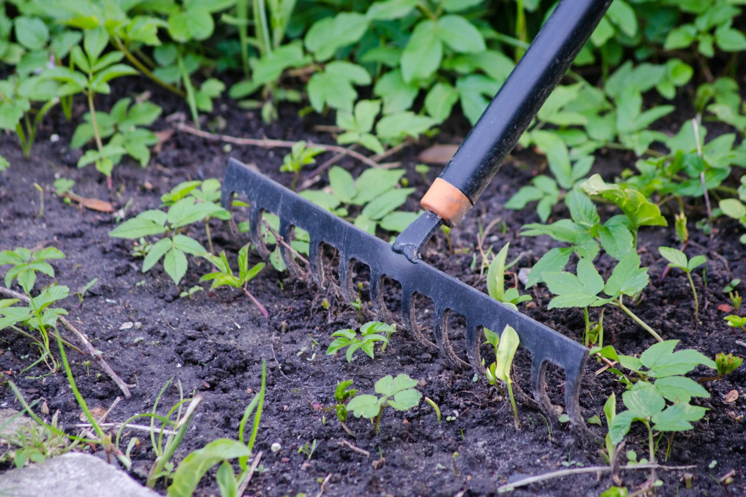 lawn-lethbridge-rake.jpg