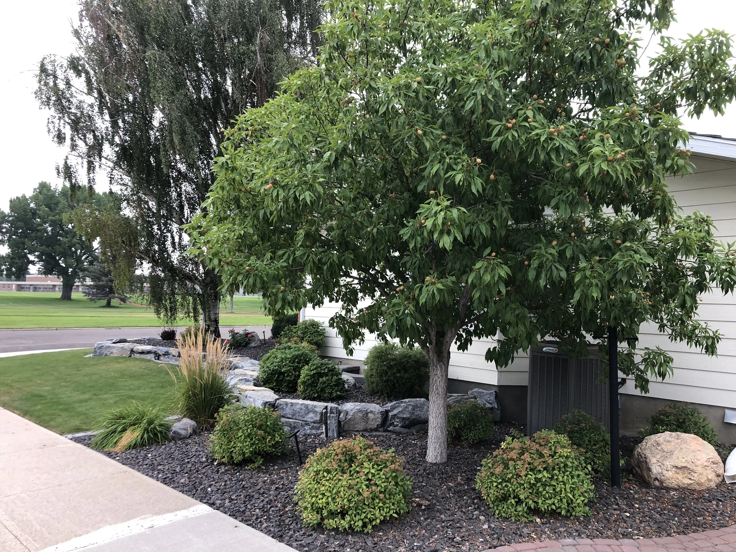 ornamentals_lilac_shrubs_natural-stone_boulders_high-resolution.JPG