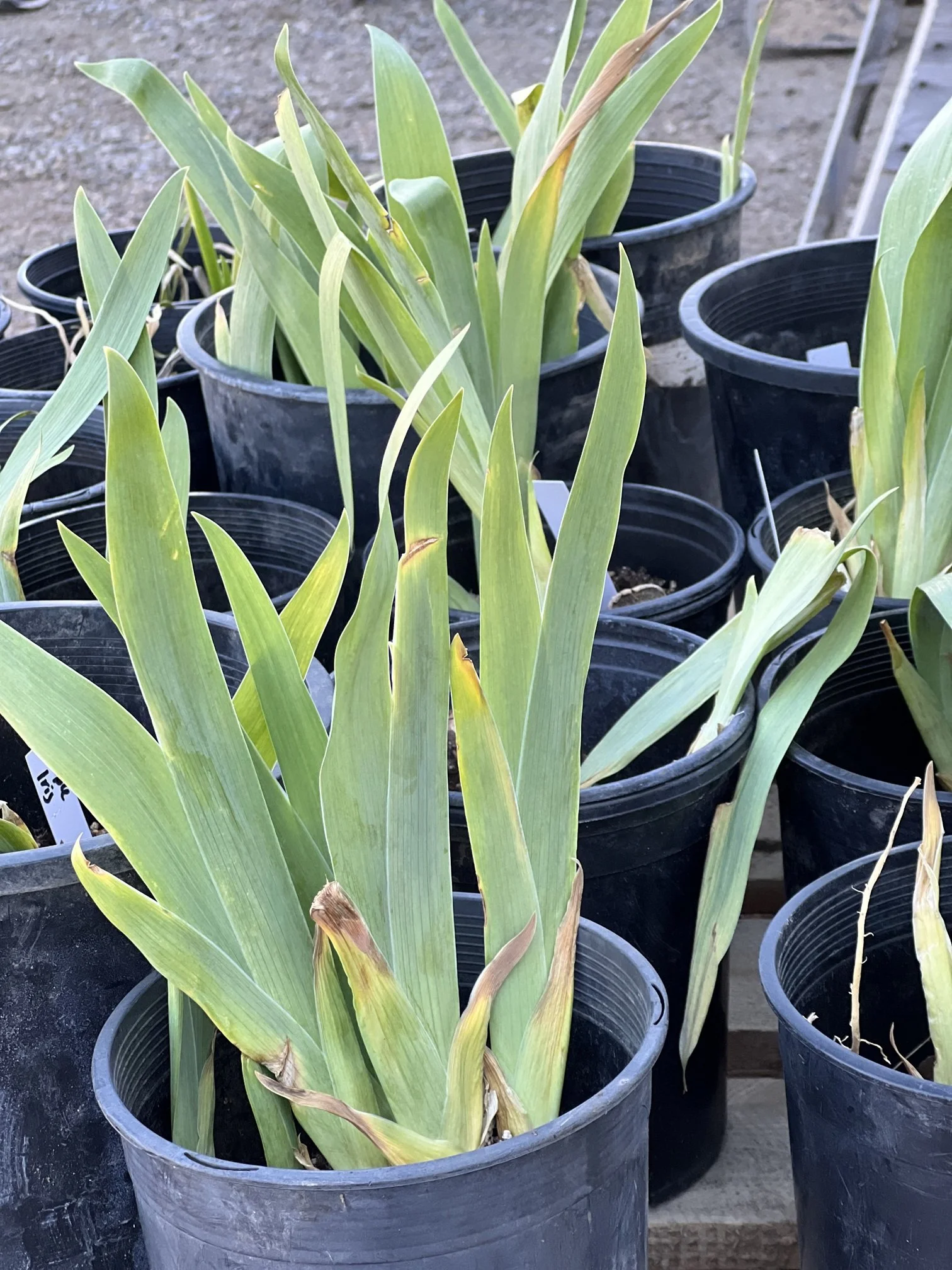 Get ready to garden with the Perennial Plant Exchange