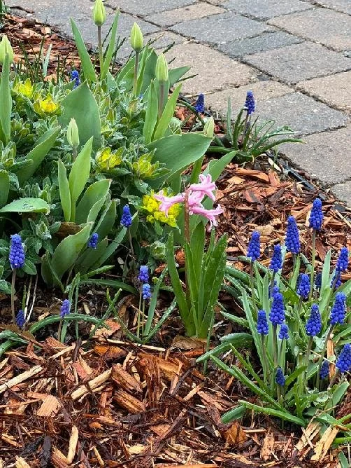 Tulip, daffodil, crocus and hyacinth blossoms look more vibrant with fresh mulch.