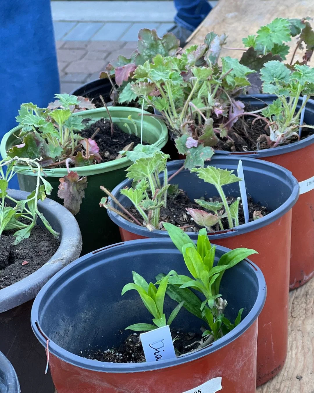 Perennial Plant Exchange offers labeled, potted plants looking for new homes