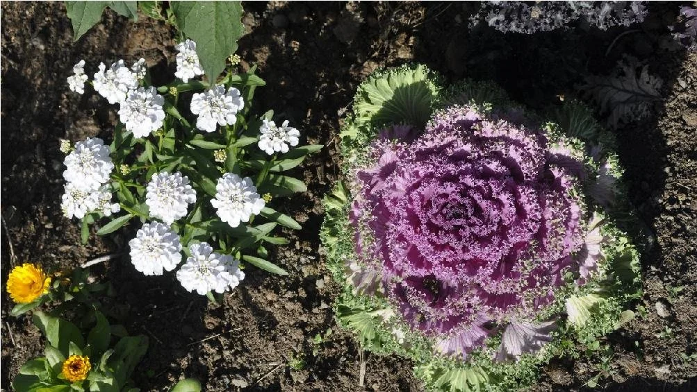 With varigated leaves of purple and green, ornamental cabbage is a beautiful addition to any garden
