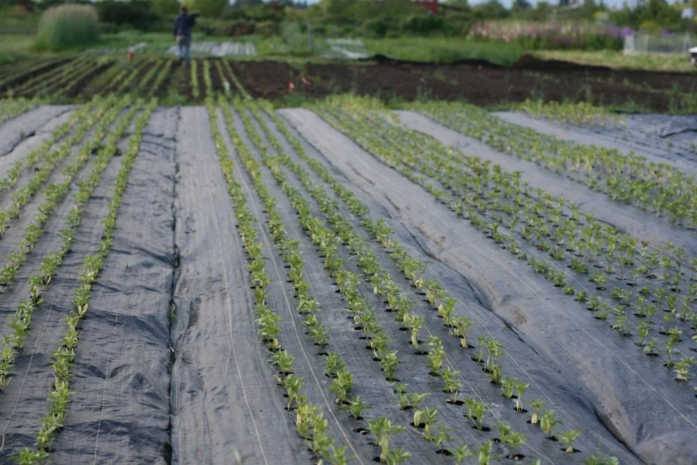 Rows of plants poking through black landscape fabric at Floret Flowers