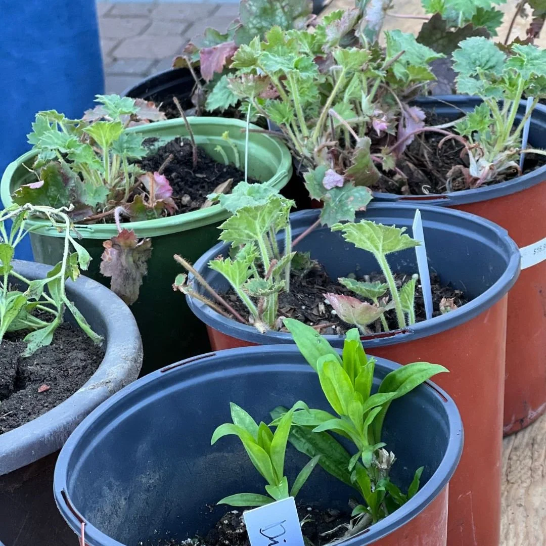 Find a wide variety of labelled, potted perennials ready for planting on the Exchange tables