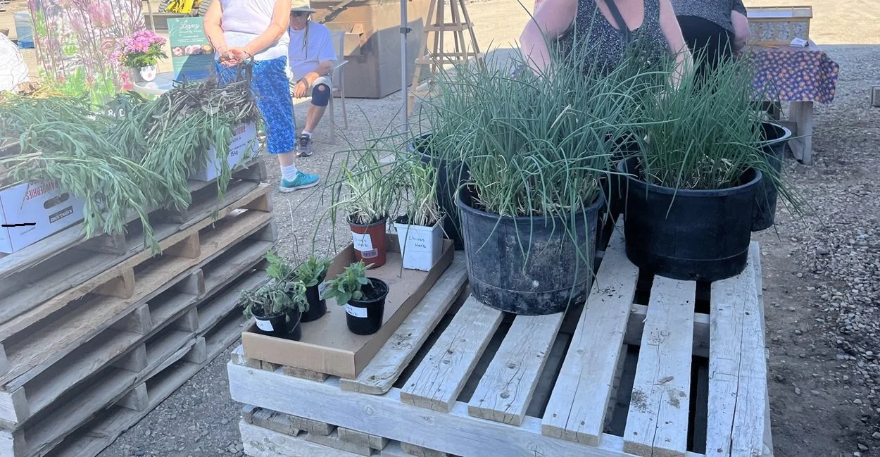 Find a variety of labeled, potted perennials set on tables for easy plant swaps