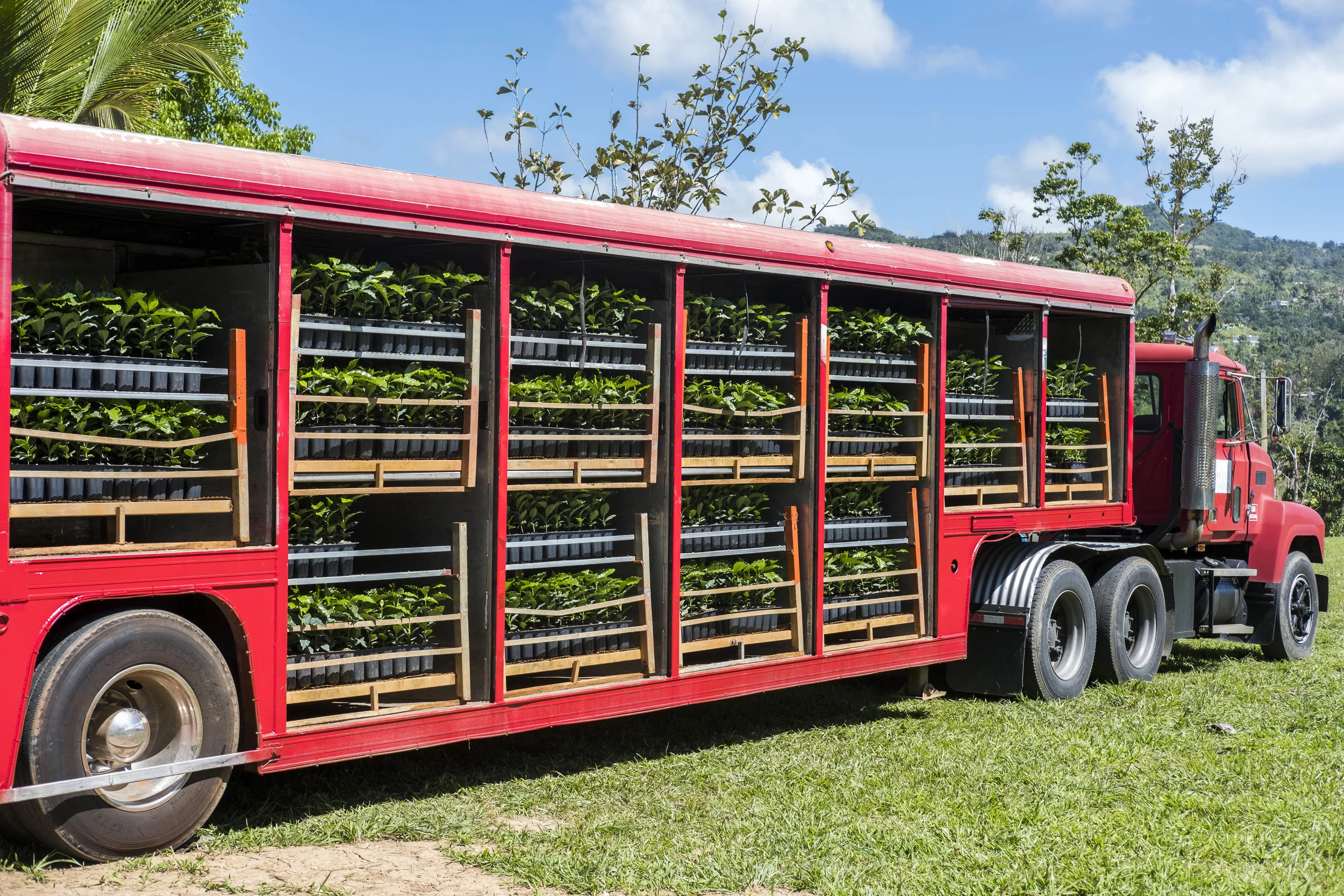 Empowering local coffee growers to rehabilitate and strengthen Puerto Rico's coffee industry