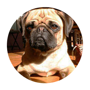 pug.png
