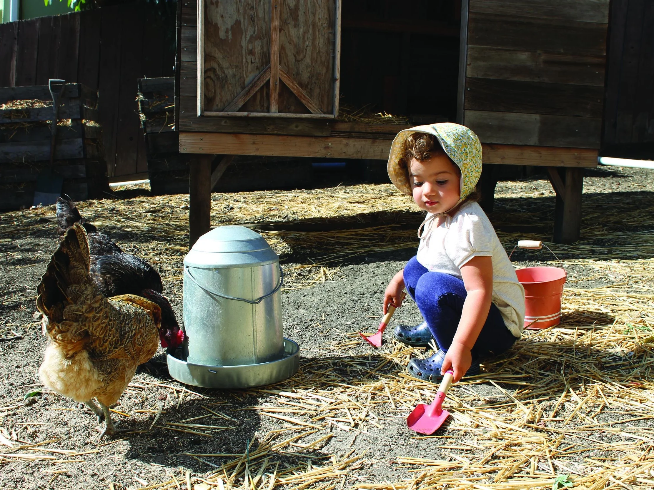 ramona and chickens.jpg