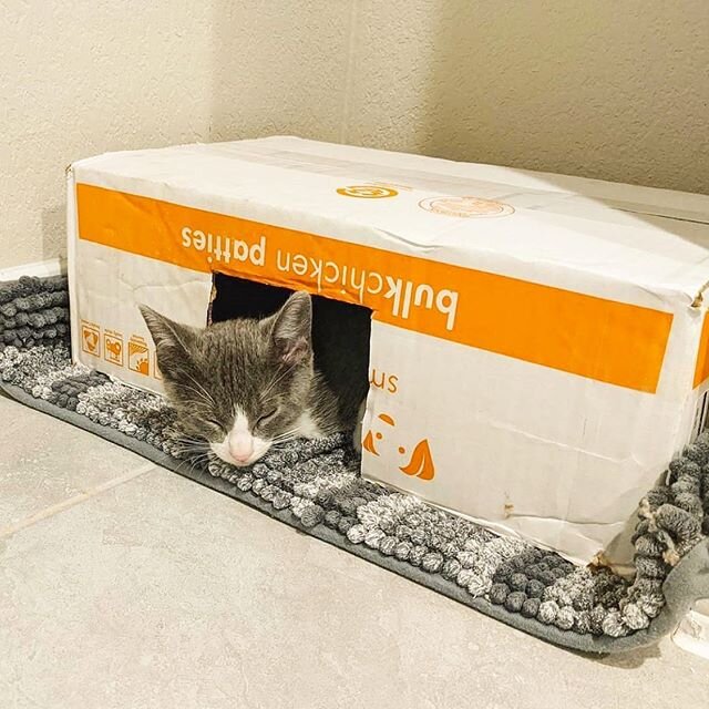 An important reminder to reduce, reuse and recycle whenever possible♻️brought to you by some adorable kittens, featuring one of our bulk patty boxes💚. .

Repost @atx_foster_pawrents
&bull;
♻️Reduce, Reuse, Recycle♻️ A cardboard box makes a great kit