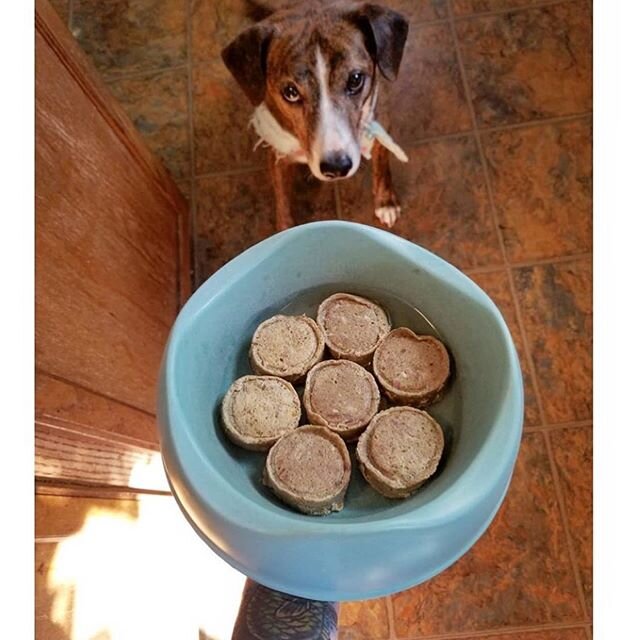 We ❤️ our customer photos SO much! Please keep &lsquo;em coming!😍thank you @hickster_cam for the darling and delicious shots!
&bull;
@smallbatchpets was NOMS 🐾😋 What's in your bowl?