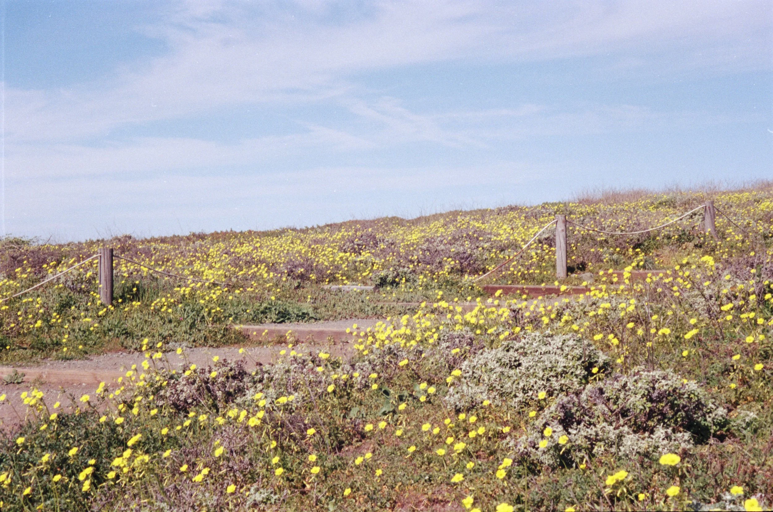 29 flowers.jpg