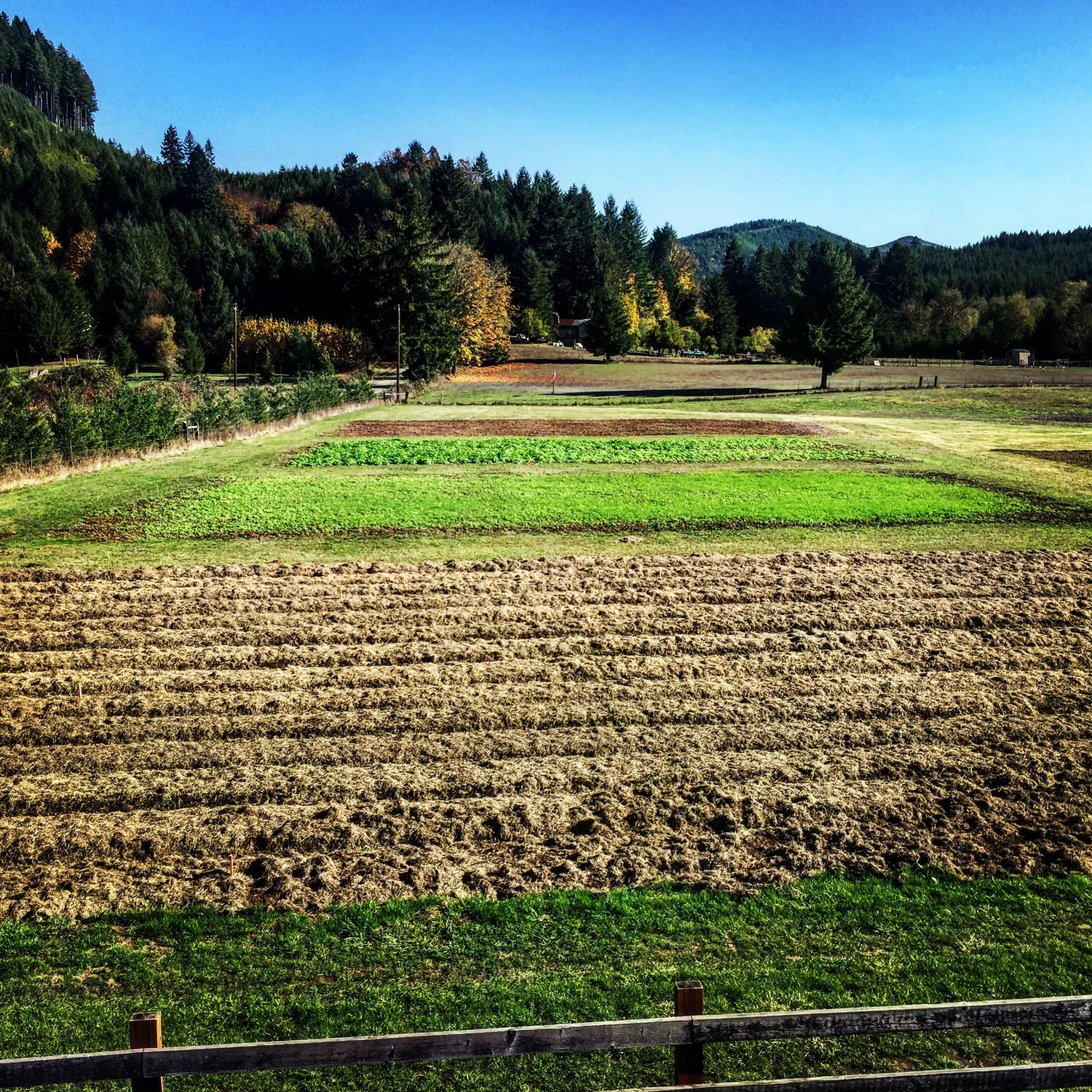 Lateral Roots Farm
