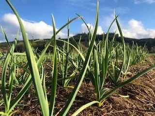 Taking Care of Garlic in the Spring