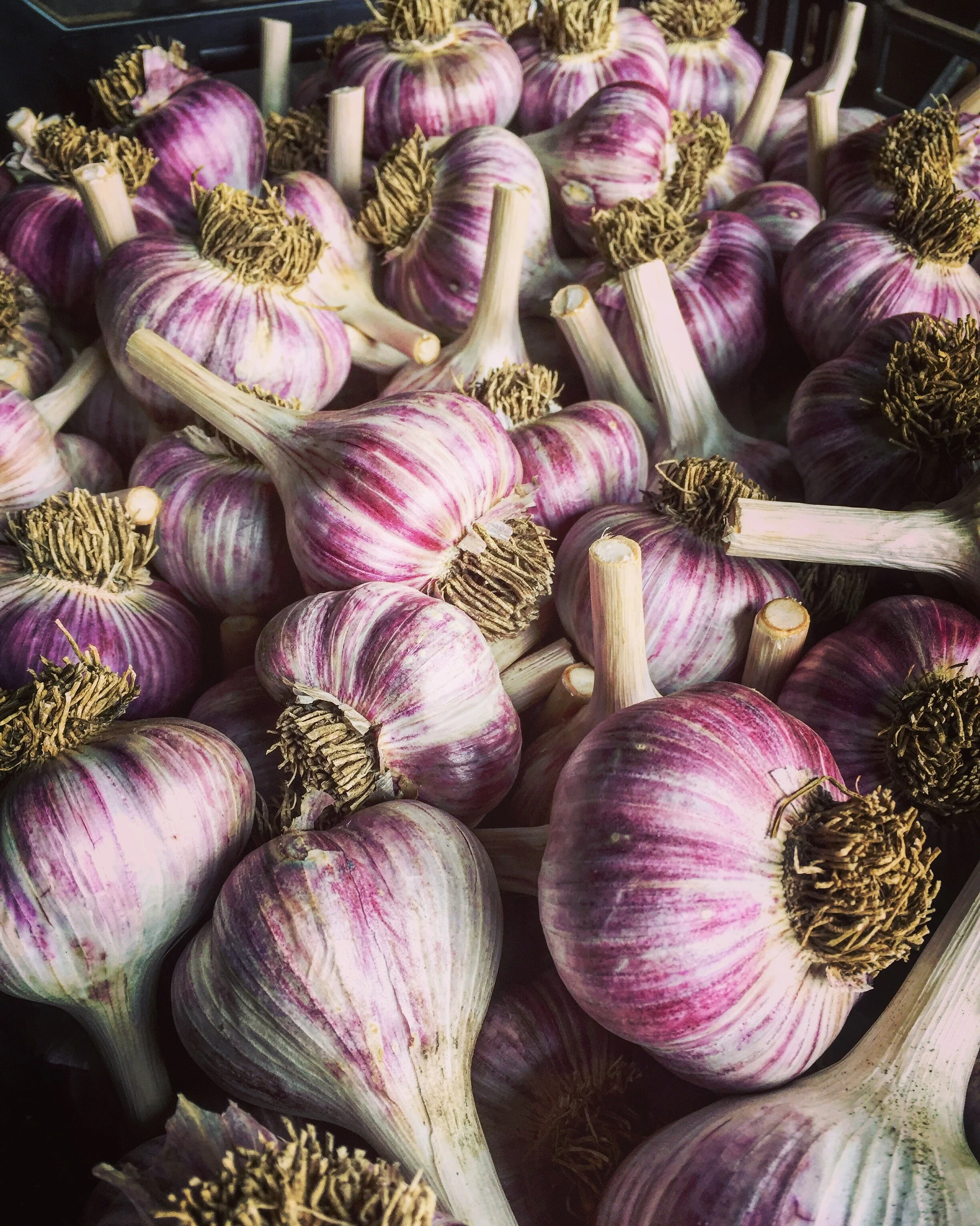 Russian Red Close up .jpg