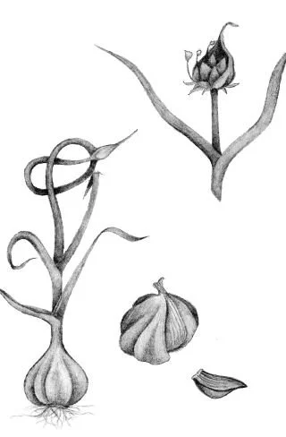 Garlic Picture.JPG