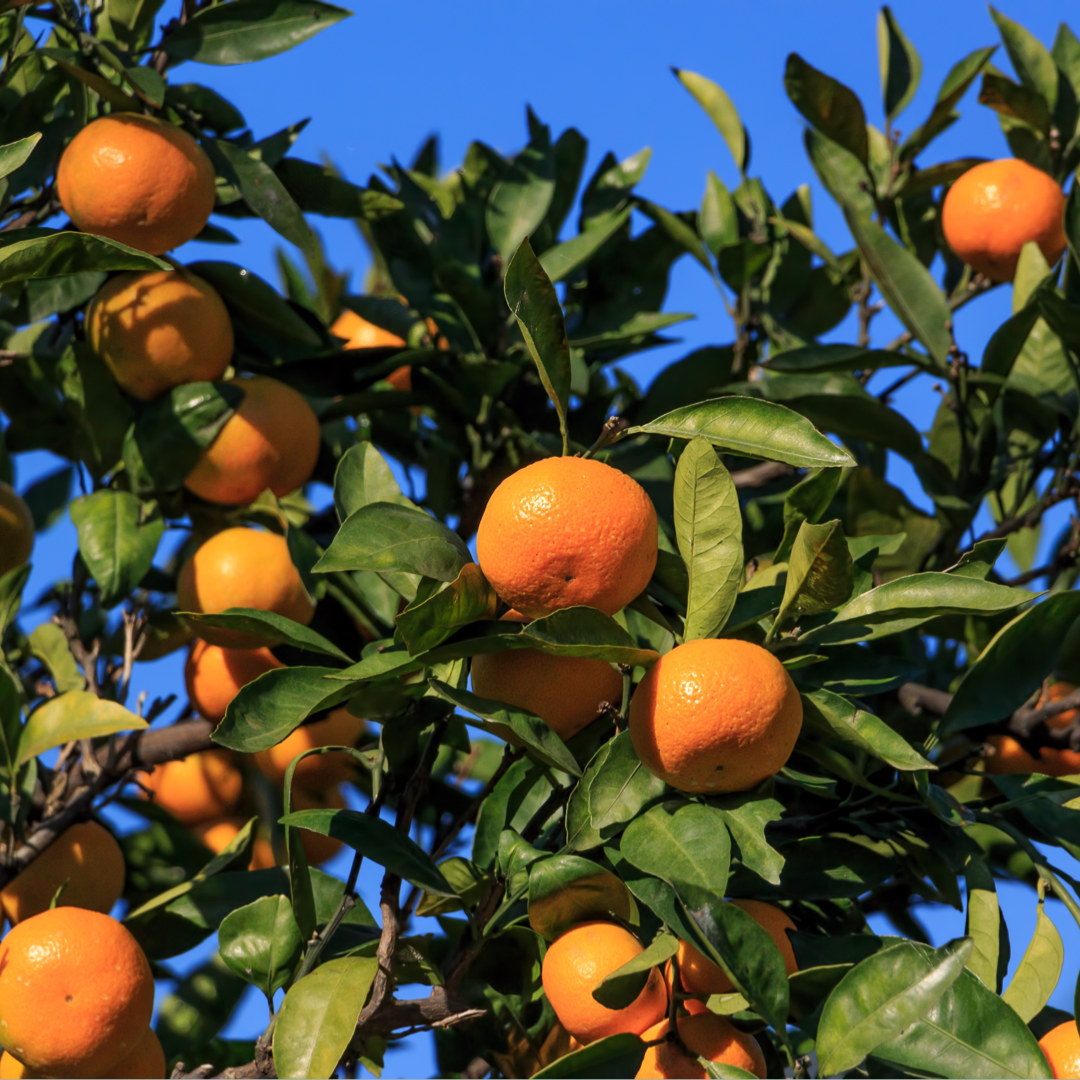 HELLO 2021! I KNEW YOU WERE COMING SO I MADE YOU A SATSUMA CAKE. 