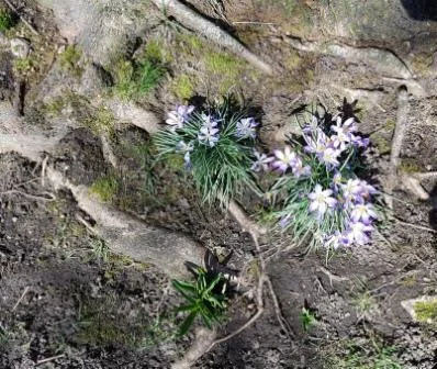 crocuses2.jpg