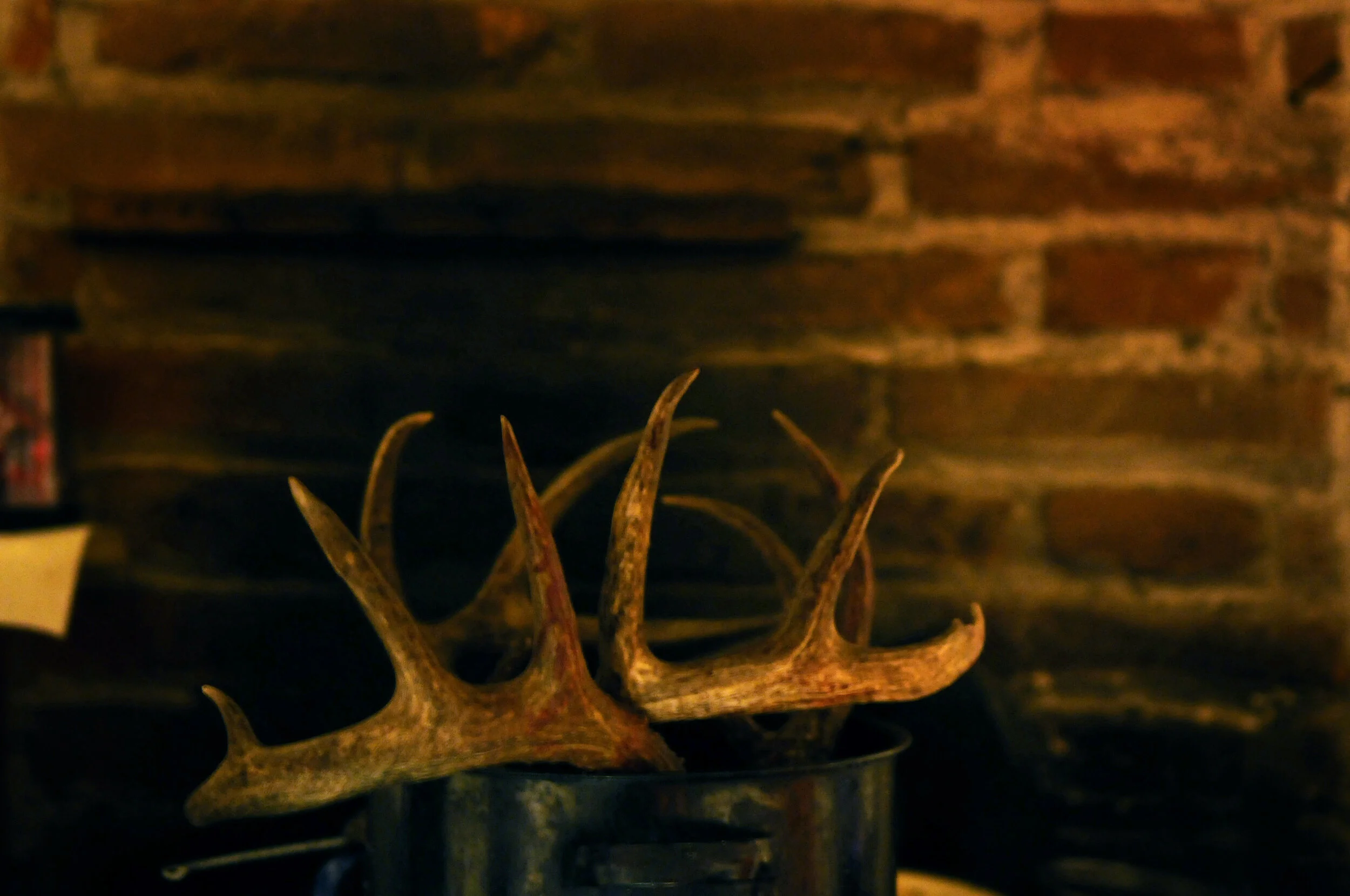 horns in a pot.jpg