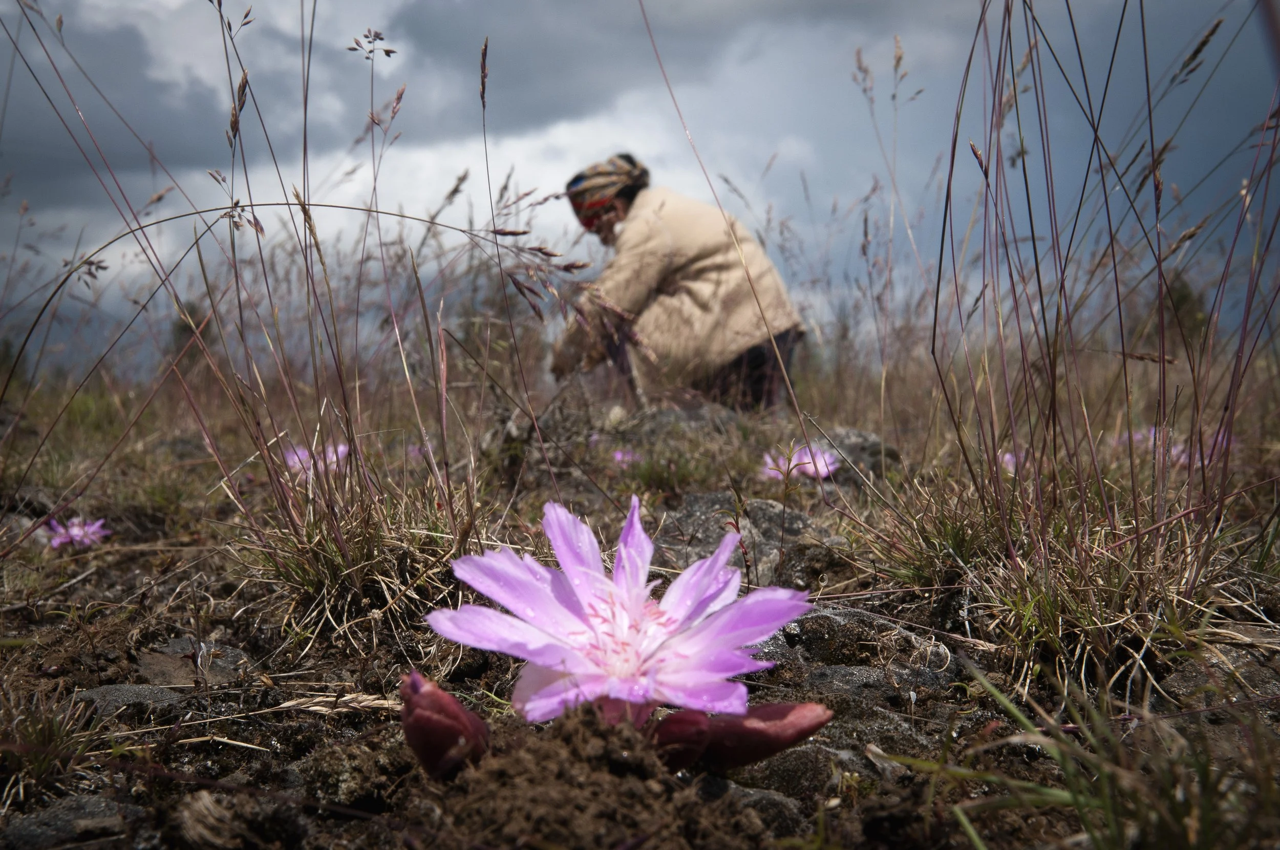 _DSC7985 Uranium Deb Root 1.jpg
