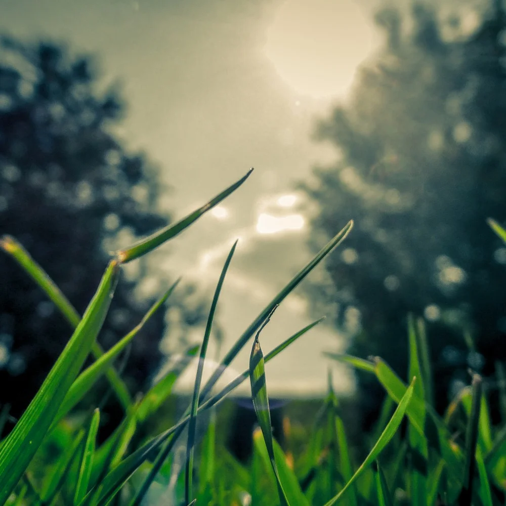 vectorbeastcom-grass-sun-1000x1000.jpg