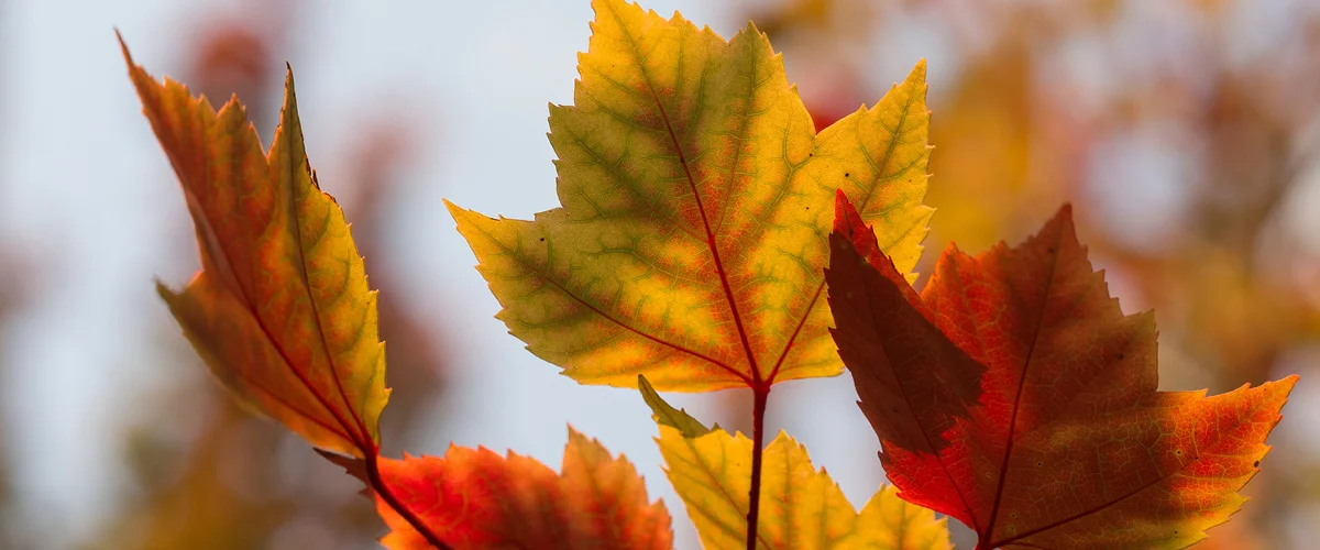 Worshipful Giving Out of Thankfulness