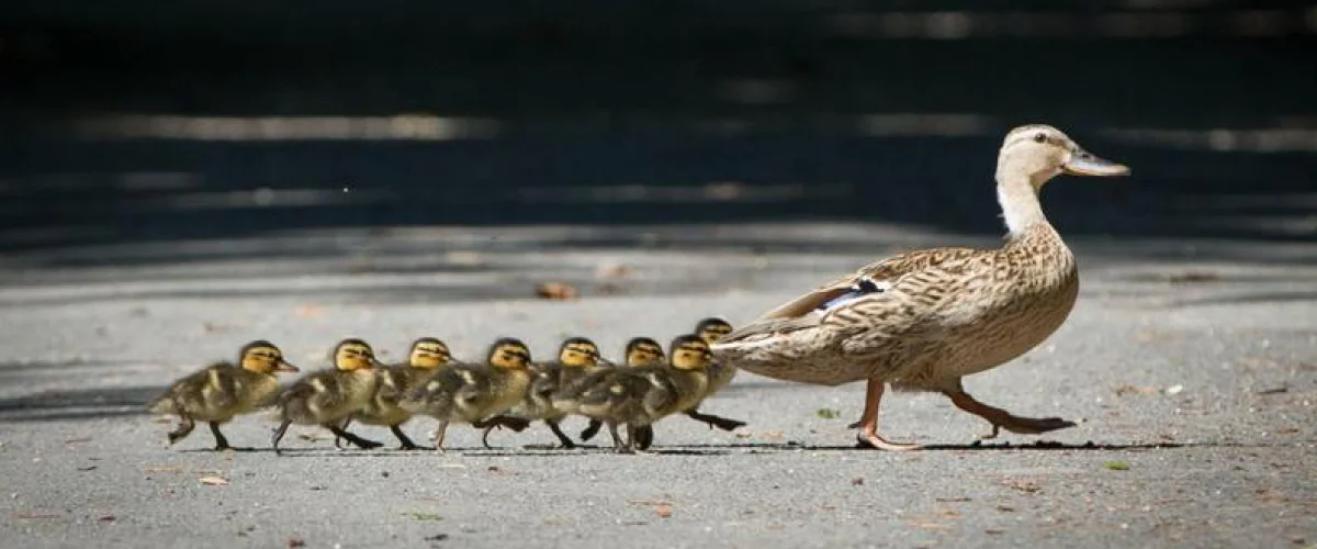 Getting Your Ducks in A Row