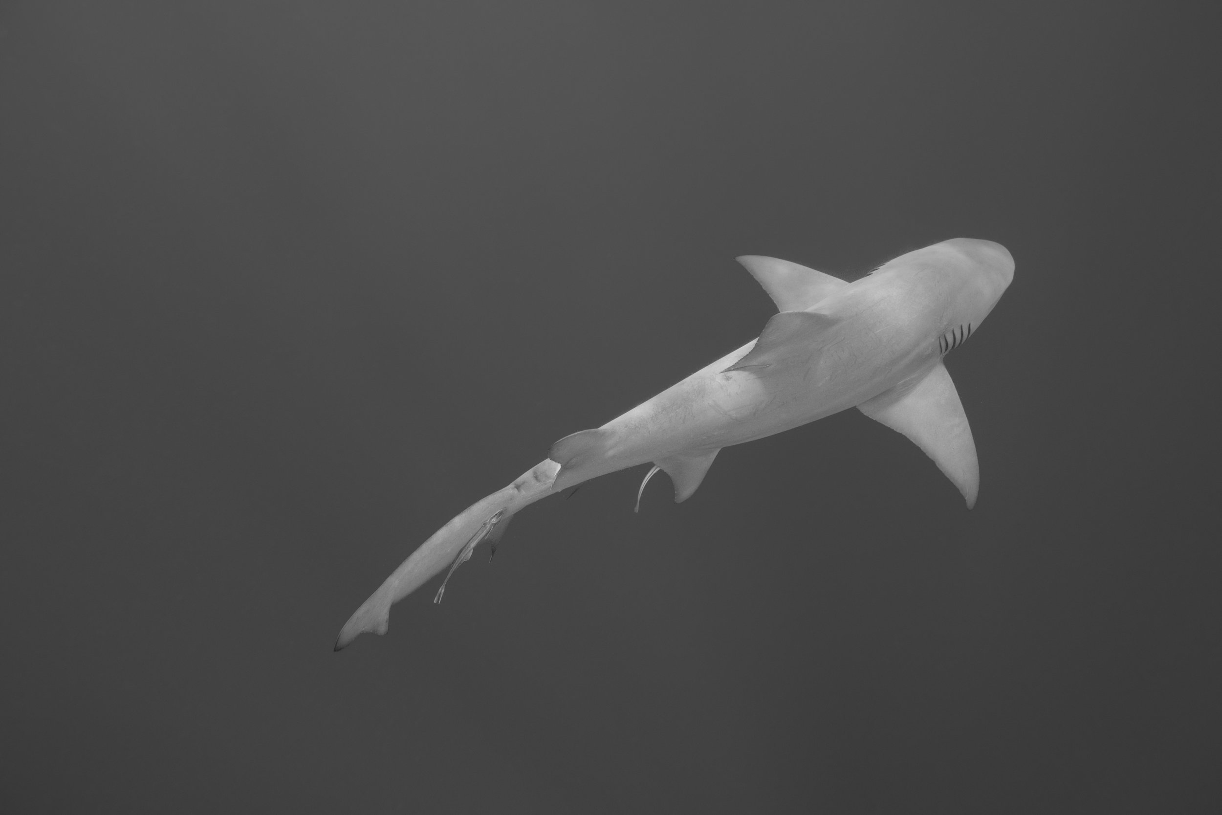 BW3N7A4224.jpg