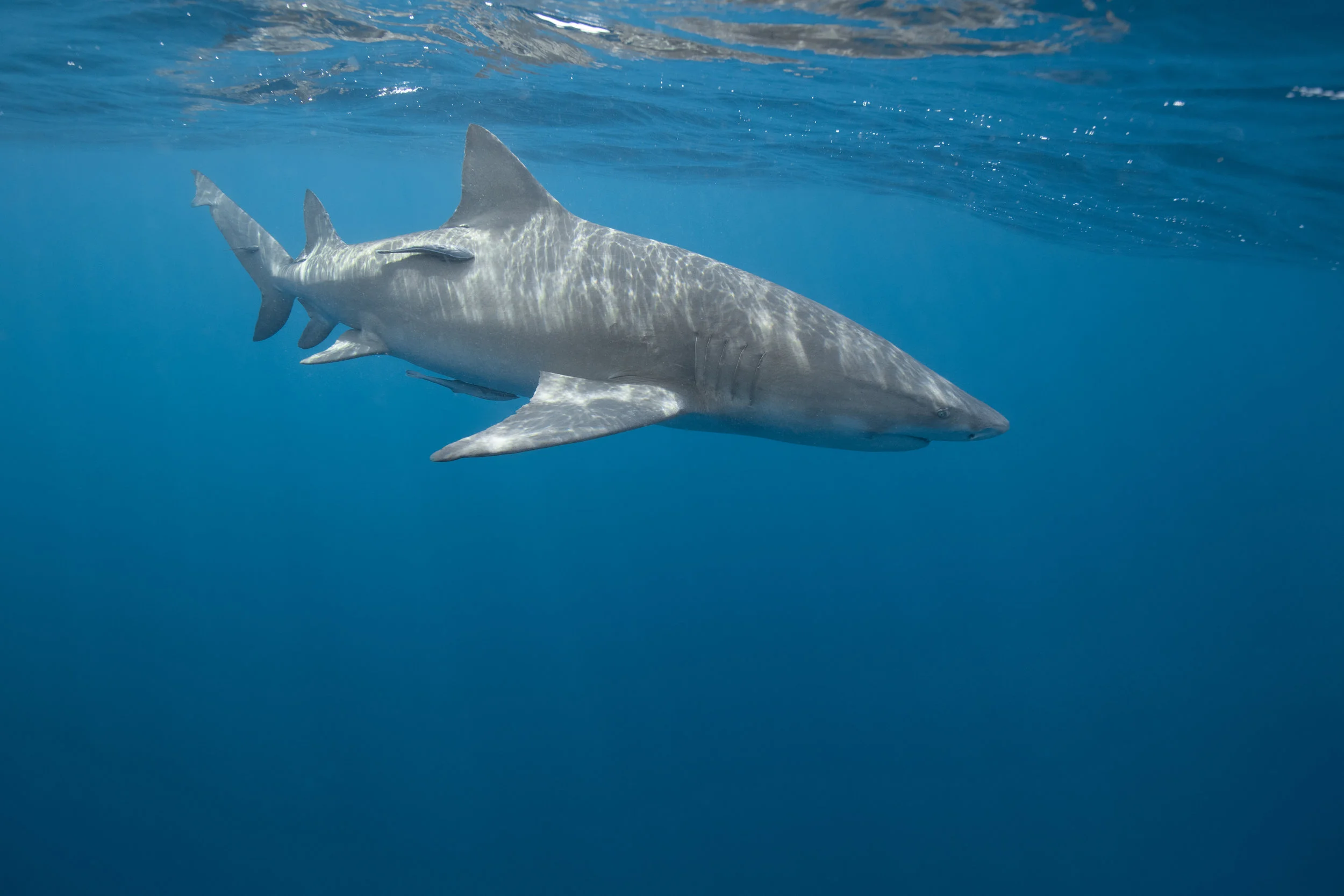 EDIT SHARK FAV copy.jpg