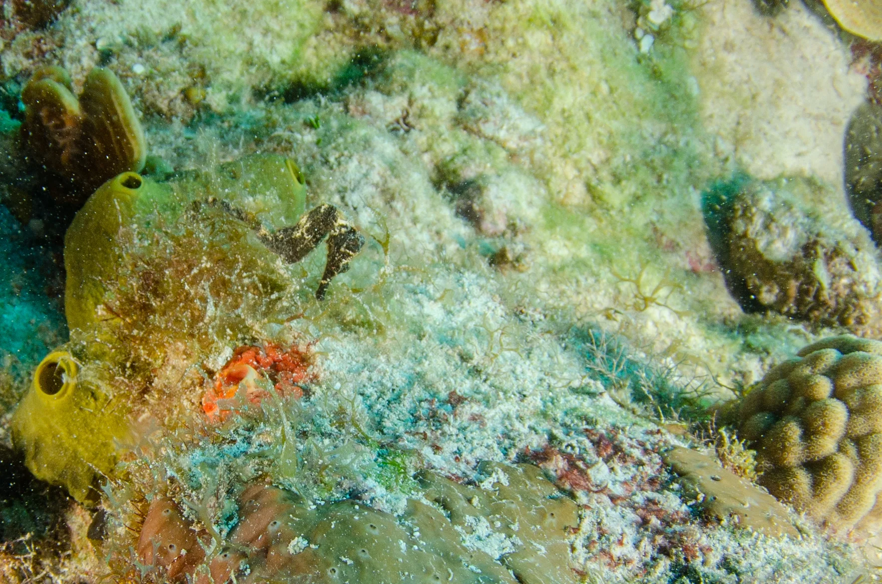 DSC_0339.jpg