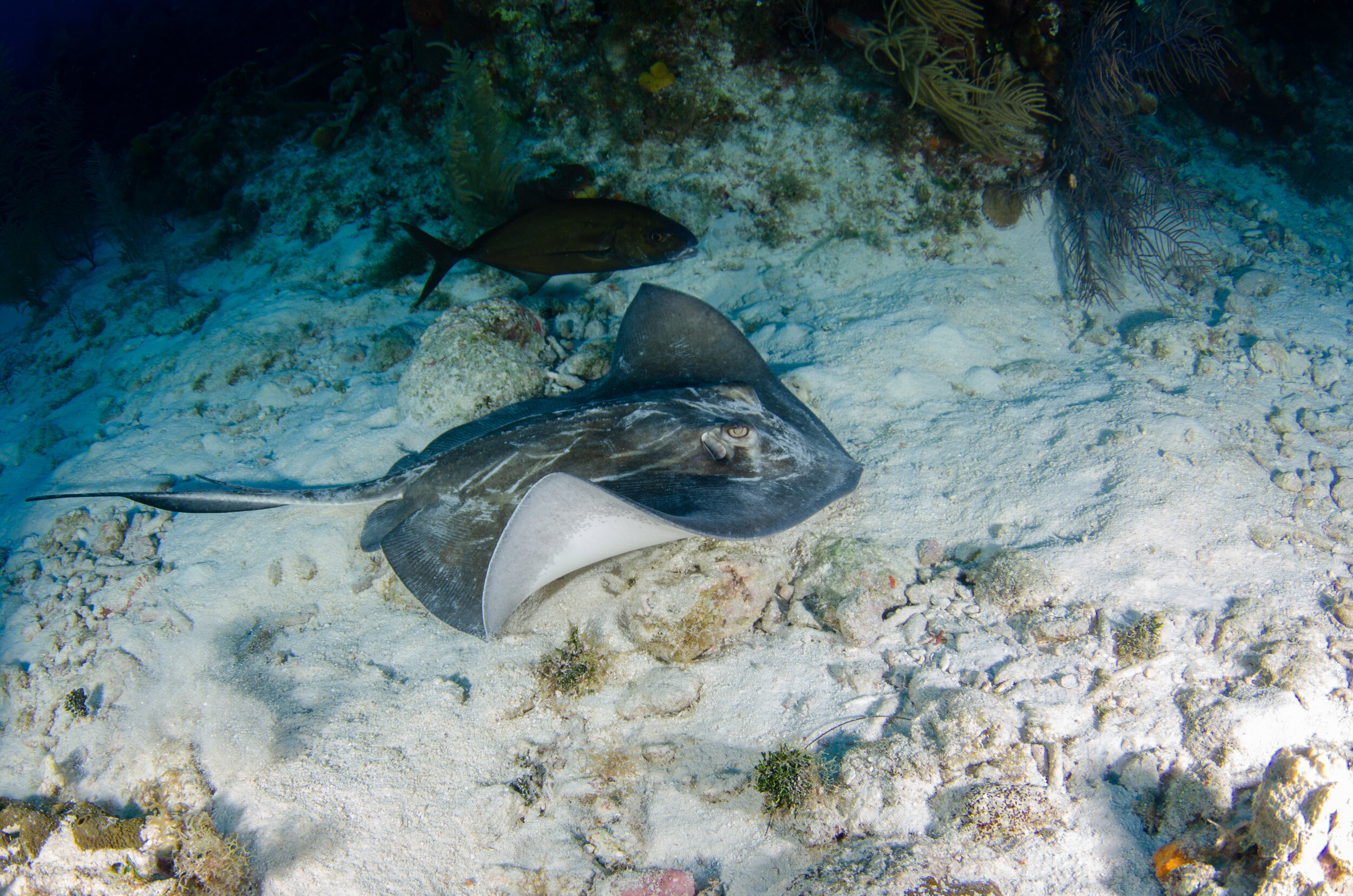 DSC_0602.jpg