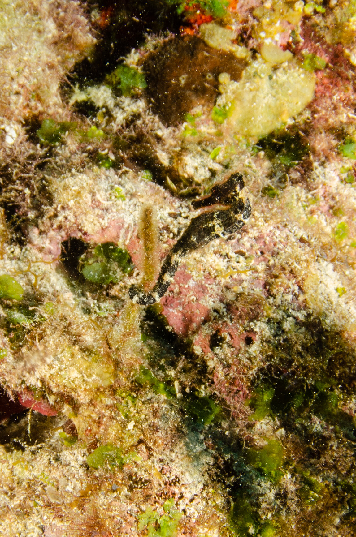 DSC_0748.jpg
