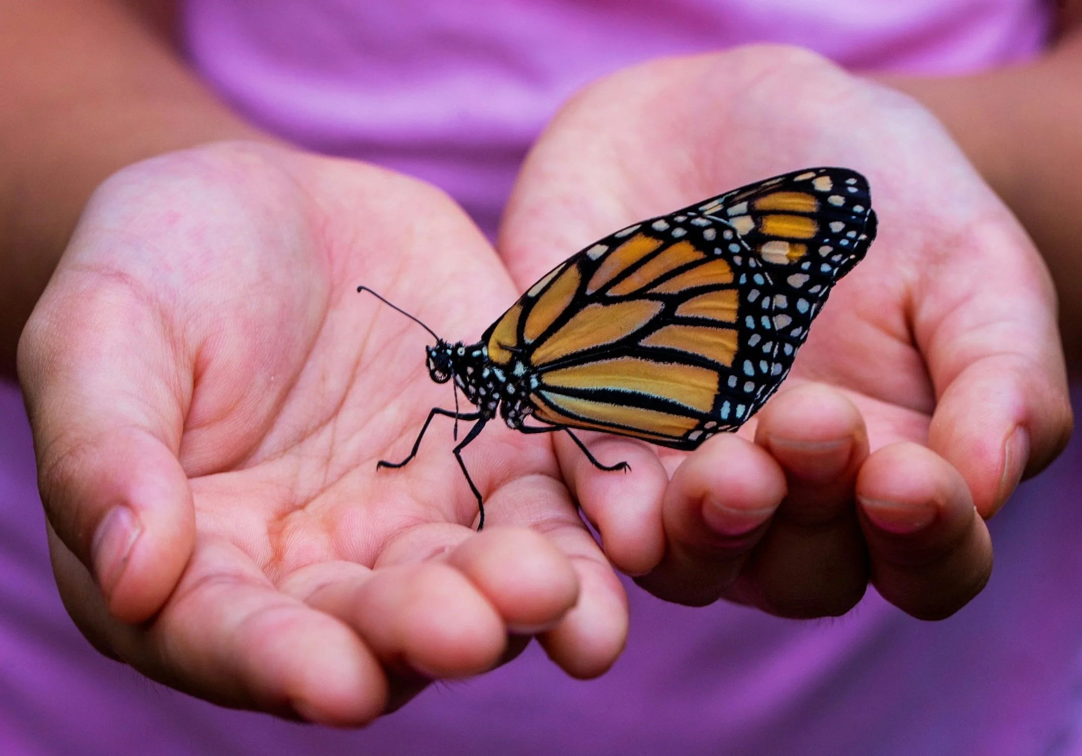 Hands+holding+Monarch+Butterfly.jpg